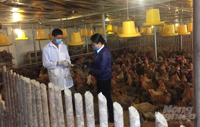 Kiểm tra dịch bệnh đối với đàn gà nuôi tại huyện Yên Thế. Ảnh: Huy Bình.