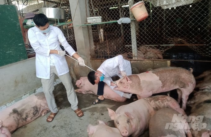 Cán bộ thú y tỉnh Bắc Giang kiểm tra, phòng chống dịch bệnh đối với đàn lợn nuôi. Ảnh: Kiên Trung.