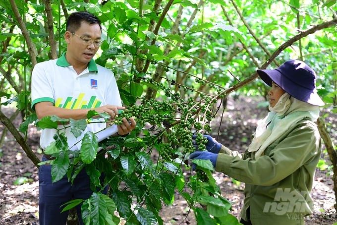 According to the assessment, in this year's crop, 0.5 hectares of coffee of Ms. Do Thi Nga's family will yield about 3 tons of beans. Photo: M.H.