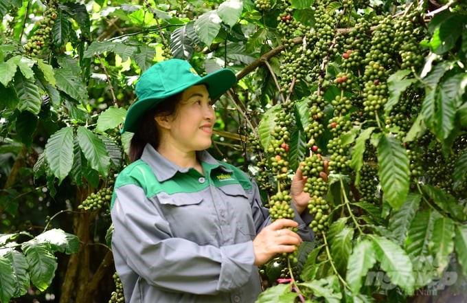 Currently, the coffee garden of Ms. Do Thi Nga's family is thriving, and pests and diseases are reduced by 20–25% compared to the control model. Photo: M.H.