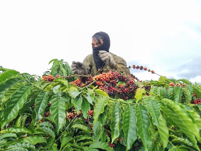 Gia Lai province is currently in the coffee harvesting season. Photo: Tuan Anh.