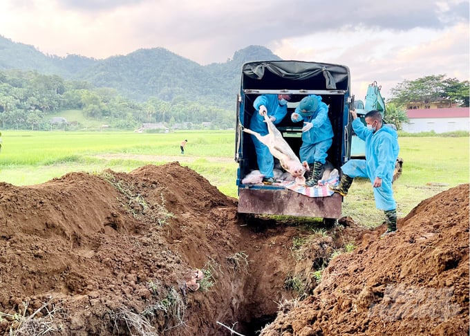 Over 700 pigs infected with African swine fever in Ha Giang had to be destroyed. Photo: Dao Thanh.