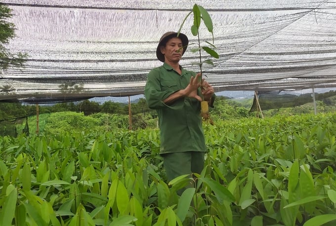 The quality of seeds and seedlings will affect the long-term benefits of forest growers and raw material areas. Photo: Thanh Tien.