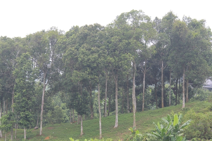 Đã có 7 nguồn giống quế ở Văn Yên được công nhận là rừng giống chuyển hóa từ rừng trồng. Ảnh: Thanh Tiến.