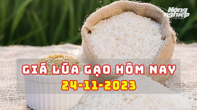 Cập nhật giá lúa gạo trong nước mới nhất ngày 24/11/2023