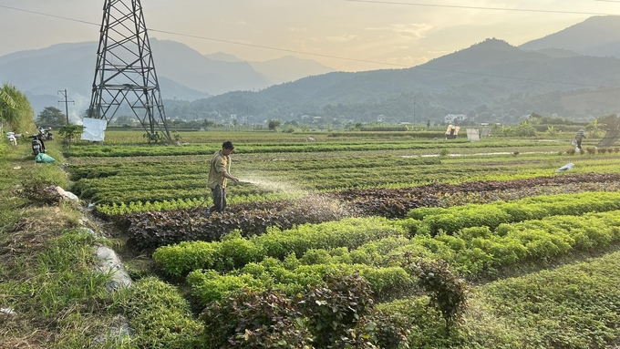 Người nông dân Lào Cai đang chuyển sang trồng rau màu theo hướng hữu cơ.
