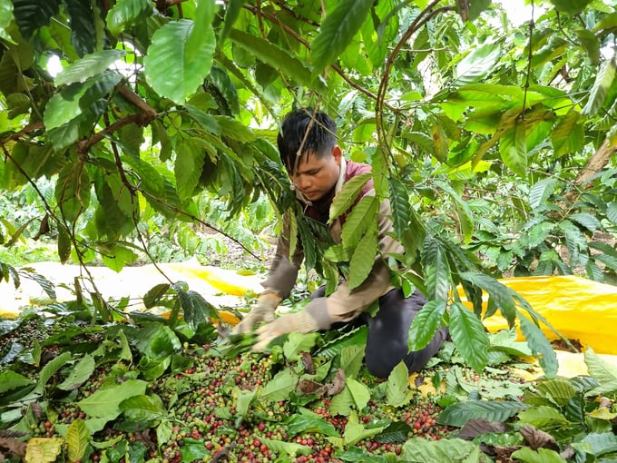 Many farmers still prefer to harvest unripe coffee cherries. Photo: Tuan Anh.