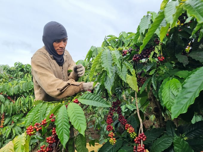 The marginal price difference between ripe and unripe coffee leaves many households disinterested. Photo: Tuan Anh.