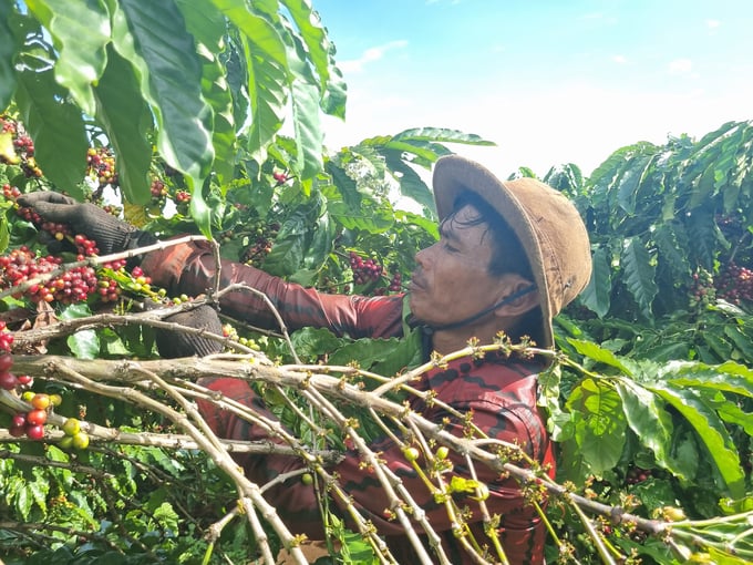 Businesses must consistently establish harvesting regulations to achieve over 90% ripeness and ensure high coffee quality. Photo: Tuan Anh.