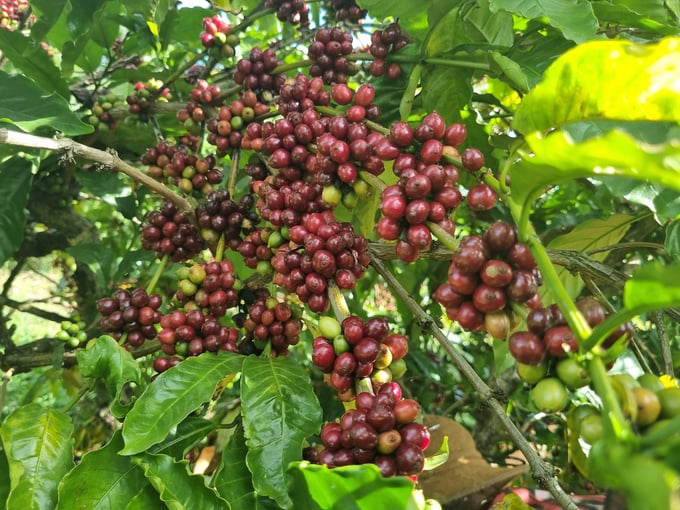 Harvesting ripe coffee beans will help businesses improve the quality of coffee, aiming for export. Photo: Tuan Anh.