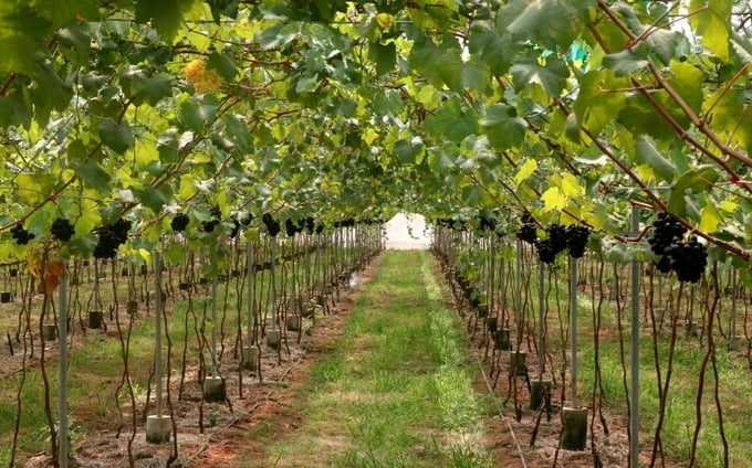 Binh Thuan province has 4 ha of grapes that have been certified organic. Photo: KS.
