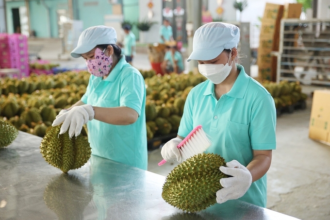 Dự báo, sầu riêng sẽ là trái cây Việt Nam chiếm lĩnh hàng đầu tại thị trường Trung Quốc. Ảnh minh họa