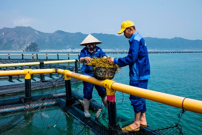 Mariculture has significant potential for development. However, due to various subjective and objective reasons, the full potential and inherent advantages of mariculture in Vietnam have not been fully utilized. Photo: STP Group.