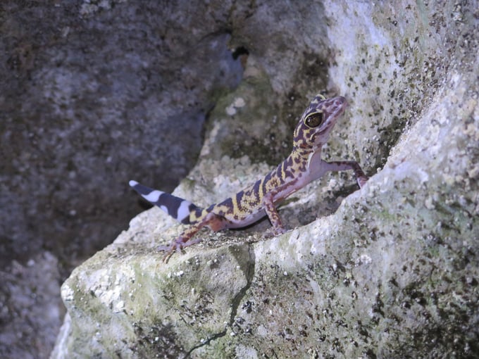The Cat Ba house gecko is one of the 21 endemic species in Cat Ba National Park. Photo: Dinh Muoi.