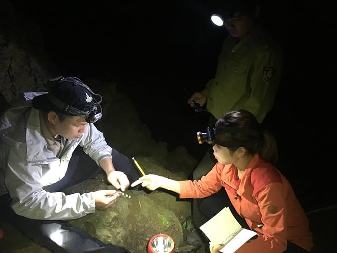 Scientists during a survey into the behavior of the Cat Ba house gecko. Photo: Dinh Muoi.