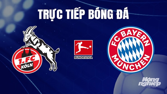 Trực tiếp bóng đá Bundesliga (VĐQG Đức) 2023/24 giữa Koln vs Bayern Munich hôm nay 25/11/2023