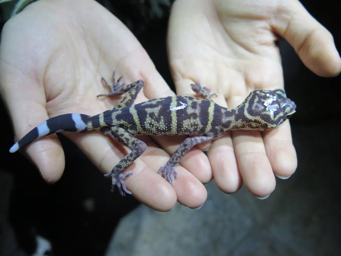 Due to its captivating beauty, the Cat Ba house gecko is currently being hunted for illegal pet trade and sold abroad. Photo: Dinh Muoi.