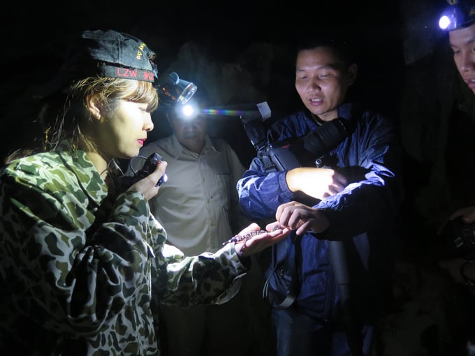 It is necessary to control the negative impacts of tourism activities on the living environment of the Cat Ba house gecko. Photo: Dinh Muoi.