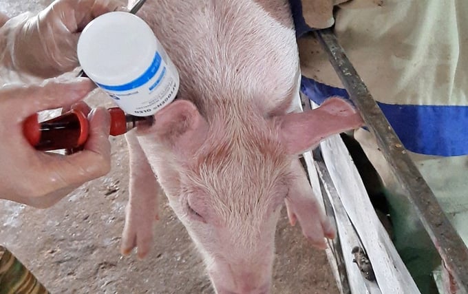 Biogénesis Bagó Argentina's Aftogen Oleo O1 Campos vaccine is currently being utilized in numerous farms in Vietnam for the prevention and control of foot-and-mouth disease. Photo: Phuong Thao.