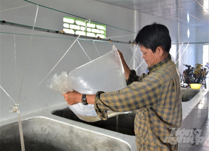 Kien Giang shrimp farmers are very concerned about the lack of quality shrimp seeds when the source of shrimp seeds imported into the province that is randomly tested by the functional sector has a fairly high disease-infection rate, greatly affecting shrimp farming. Photo: Trung Chanh.