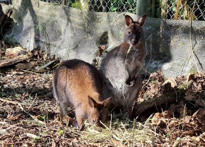 2 out of 4 kangaroos at Hoang Lien Center for Rescue and Conservative Organism (Sa Pa, Lao Cai). Photo: T.L.