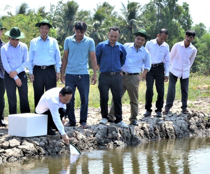 Currently, Kien Giang province still heavily depends on the source of shrimp seeds imported into the province, while the quality of shrimp seeds determines 30–40% of the success rate of each farming crop. Photo: Trung Chanh.