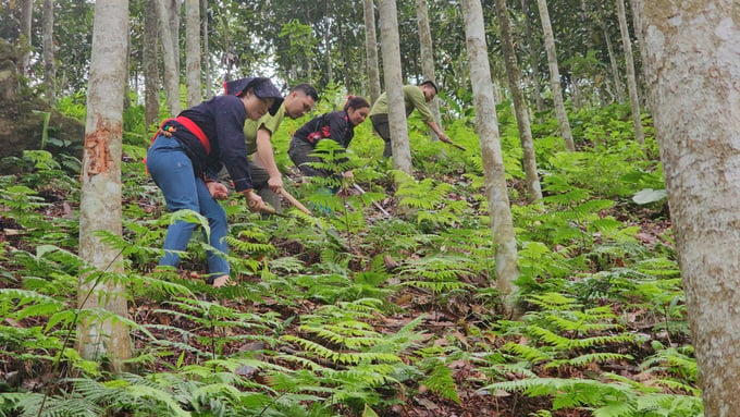 Forest rangers of Phu Tho province guide people to clear vegetation. Photo: H.D.