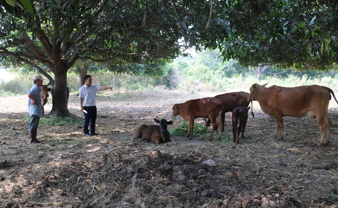 Veterinary staff instructs farmers to care for cattle and prevent lumpy skin disease. Photo: KS.