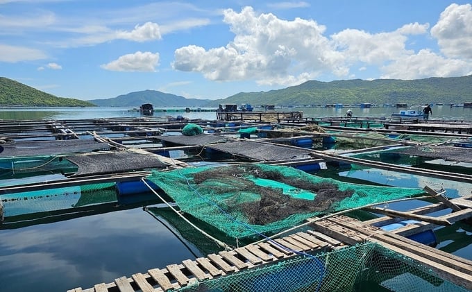 Aquaculture on Van Phong bay, Van Ninh district, Khanh Hoa province. Photo: KS.