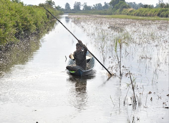 Veterinary forces regularly monitor and early detect dangerous infectious diseases caused by viruses in brackish water shrimp and provide chemical support to shrimp farming households to localize, stamp out epidemics, and avoid spreading on a large scale. Photo: Trung Chanh.