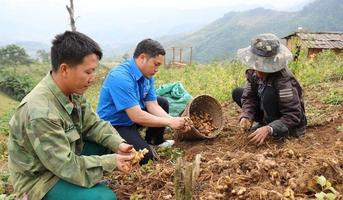 Cây gừng đã tạo việc làm, thu nhập giúp hàng trăm hộ dân vùng cao Kỳ Sơn thoát nghèo. Ảnh: Lữ Phú.