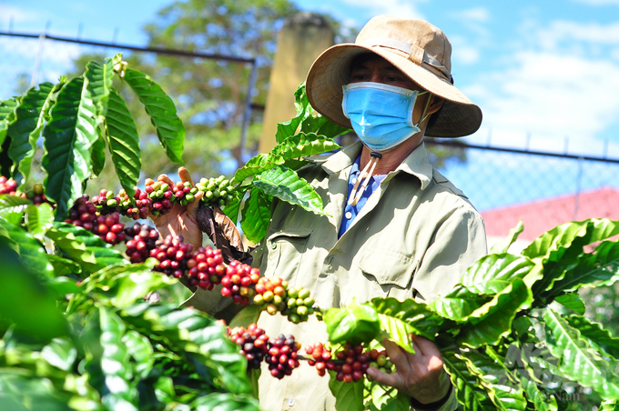 Sản lượng cà phê của Lâm Đồng ở vào khoảng 600 nghìn tấn/năm. Ảnh: Minh Hậu. 