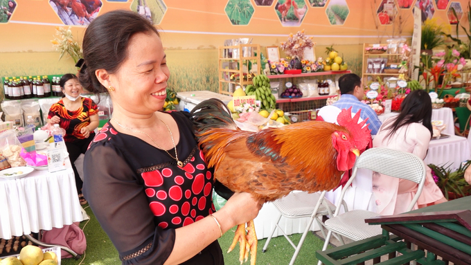 Bà Ngô Thị Phượng và chú gà trống đạt giải nhì trong cuộc thi 'Đôi gà đẹp'. Ảnh: Quang Linh.