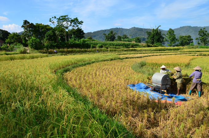 Thu hoạch lúa nếp Khẩu Nua Lếch ở xã Cốc Đán (huyện Ngân Sơn, Bắc Kạn). Ảnh: Dương Đình Tường.