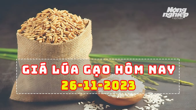 Cập nhật giá lúa gạo hôm nay 26/11/2023 mới nhất