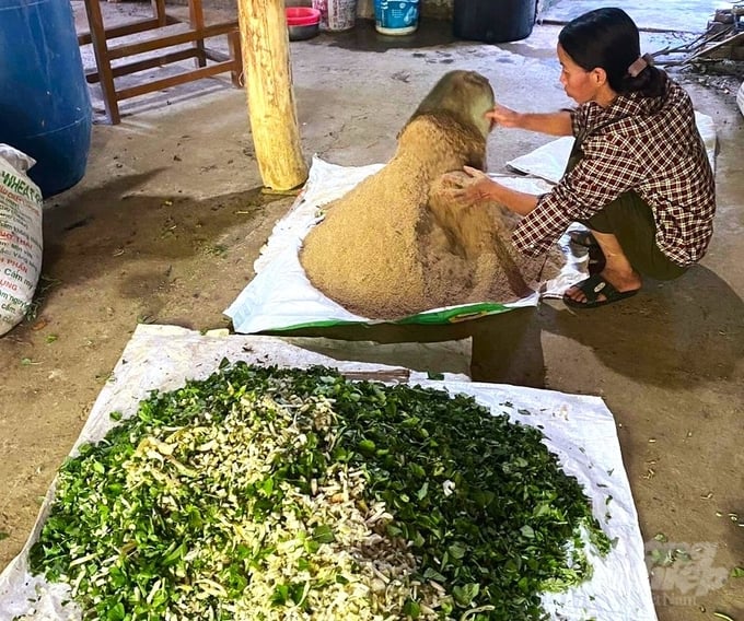 Tận dụng nguồn thức ăn chất lượng tại chỗ, phối trộn theo công thức tiên tiến đang giúp các hộ chăn nuôi ở Lỗ Sơn (Tân Lạc) giảm chi phí, gia tăng hiệu quả kinh tế. Ảnh: Trung Quân. 