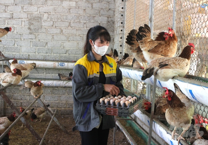 Theo chị Nguyễn Thị Xoa, xóm 7, xã Phú Nghĩa (Lạc Thủy), chăn nuôi an toàn sinh học giúp đàn gà phát triển khỏe mạnh, ít bệnh, không bị hao hụt đầu con, đâu ra thuận lợi. Ảnh: Trung Quân.