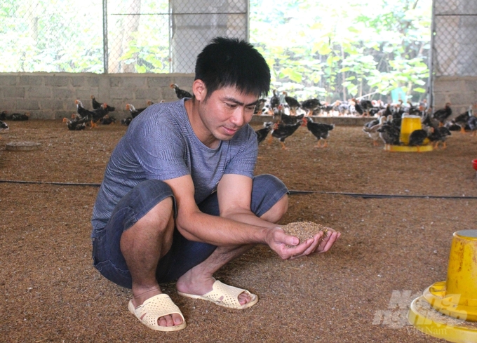 Sử dụng đệm lót sinh học trong chăn nuôi gà giúp giảm mùi hôi, bụi, bẩn trong chuồng. Ảnh: Trung Quân.