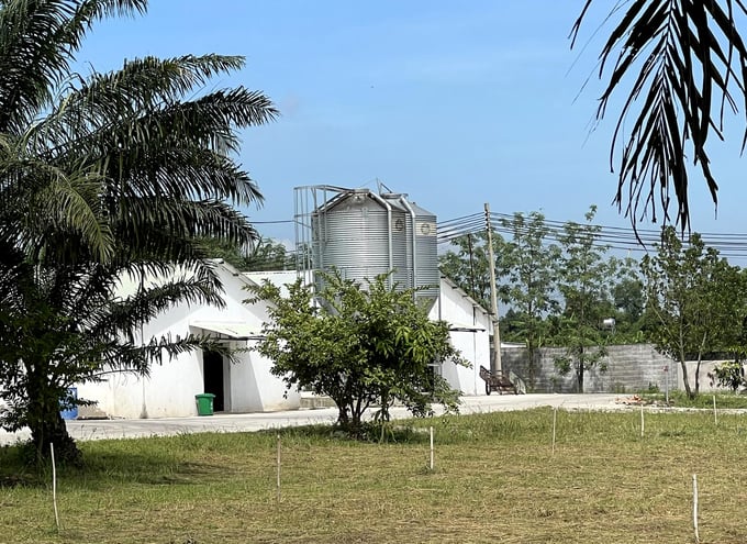 Export-oriented Industrial Poultry Farm belonging to Long Thanh Phat High-Tech Agricultural Cooperative in Dong Nai province. Photo: Son Trang.