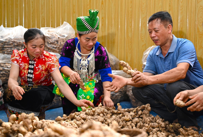 Nhờ ông Luân (ngoài cùng bên phải), hàng trăm hộ đồng bào vùng cao ở Kỳ Sơn đã có thu nhập tốt từ cây gừng. Ảnh: Ngọc Tú.