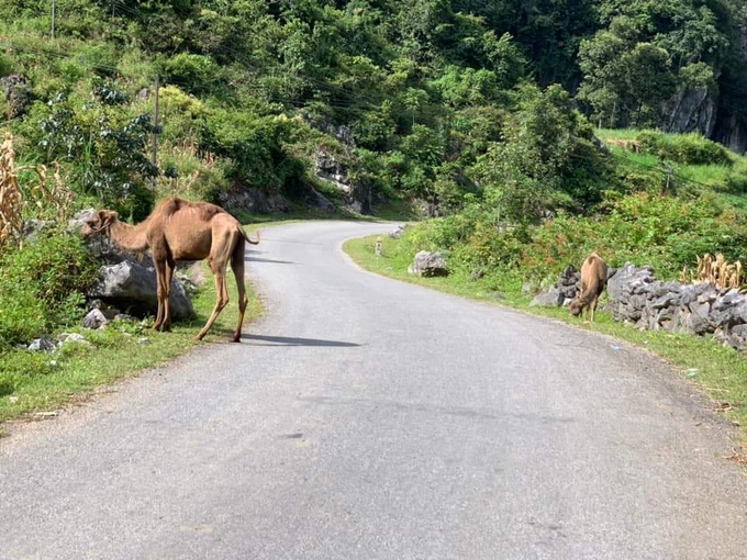 Hai con lạc đà thường xuất hiện trên tuyến đường đi qua xã Xuân Trường. Ảnh: Người dân cung cấp. 