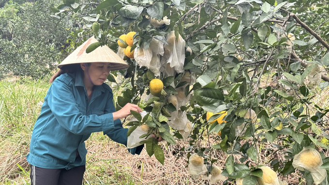 Cùng với việc canh tác theo hướng hữu cơ, hiện các nhà vườn trồng cam ở Vũ Quang còn áp dụng biện pháp bao quả, giúp mẫu mã, chất lượng cam được nâng cao, đồng đều. Ảnh: Ánh Nguyệt.