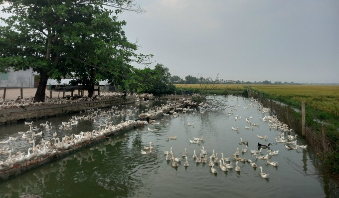 Tay Hoa’s poultry herd is growing and developing well. Photo: KS.