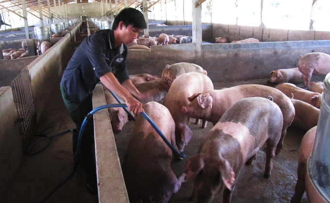 The livestock situation in Phu Yen remains stable in 2023. Photo: KS.