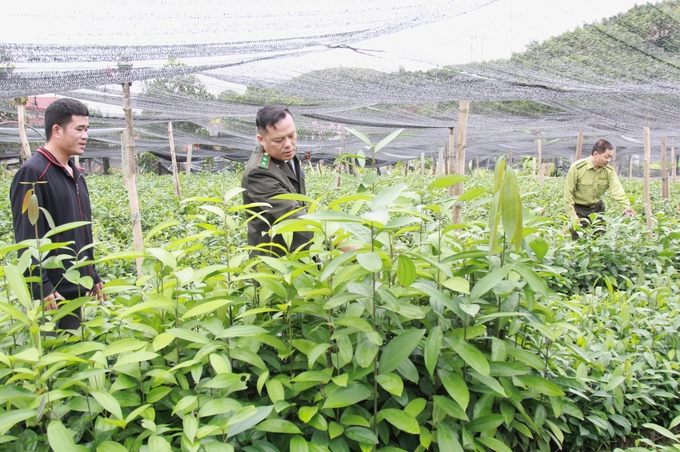 Tỉnh Yên Bái có hơn 1.000 cơ sở sản xuất, kinh doanh giống cây lâm nghiệp nhưng chỉ số ít được cấp phép hoạt động. Ảnh: Thanh Tiến.