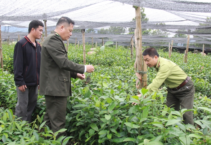 Tỉnh Yên Bái phấn đấu đến năm 2030 sẽ quản lý, kiểm soát trên 95% nguồn gốc giống cây lâm nghiệp. Ảnh: Thanh Tiến.