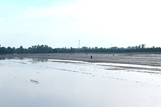 Farmers in Vinh Long province are currently sowing seeds for the 2023-2024 main winter-spring rice crop. Photo: Minh Dam.