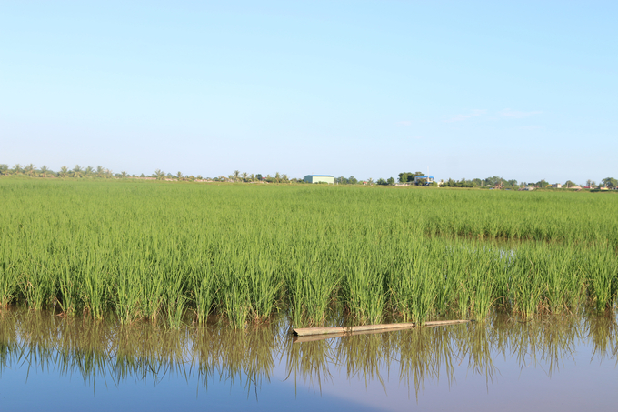 Vùng sản xuất lúa - rươi hữu cơ ở xã Ngũ Phúc, huyện Kiến Thụy (TP Hải Phòng). Ảnh: Đinh Mười.