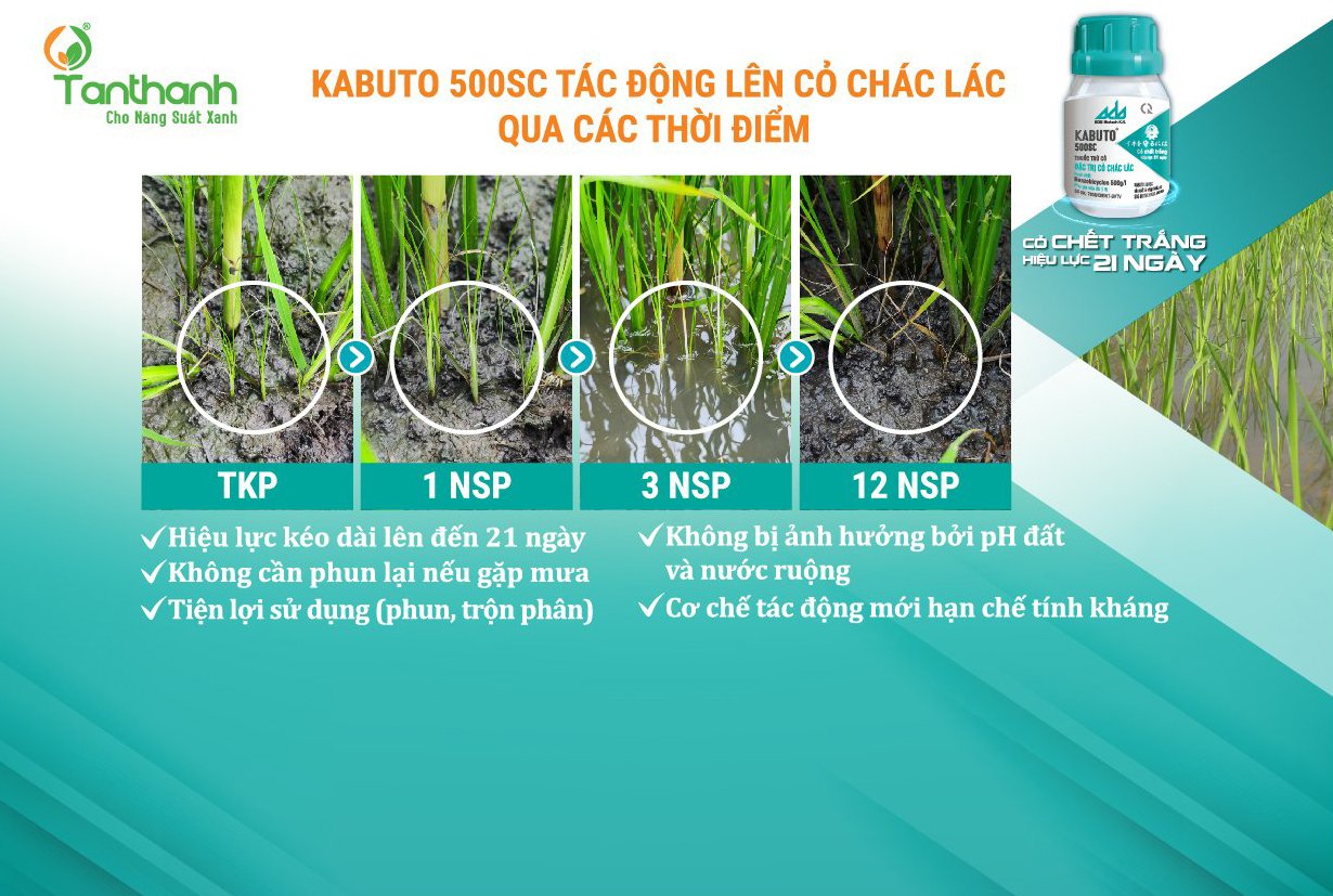 Kabuto 500SC là sản phẩm đặc trị cỏ chác lác – 'Cỏ chết trắng, hiệu lực 21 ngày'. Ảnh: Tân Thành.