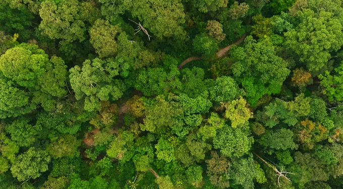 The Amazon rainforest is a critical ecosystem. Photo: iStock/remotevfx